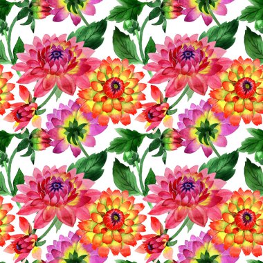 Kır çiçeği dahlia çiçek deseni izole bir suluboya tarzında.
