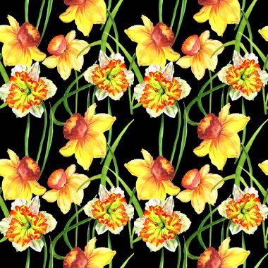 Kır çiçeği nergis çiçek deseni izole bir suluboya tarzında.