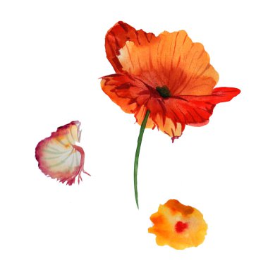 Kır çiçeği haşhaş çiçek izole bir suluboya tarzında.