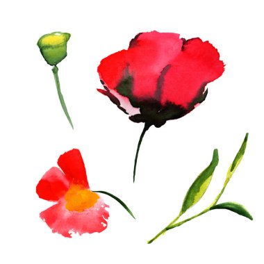 Kır çiçeği haşhaş çiçek izole bir suluboya tarzında.