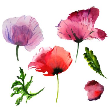 Kır çiçeği haşhaş çiçek izole bir suluboya tarzında.