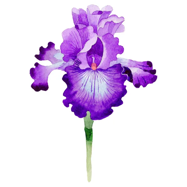 Wildflower iris blomma i akvarell stil isolerade. — Stockfoto