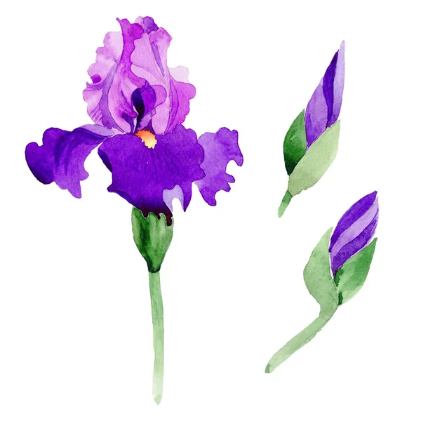 Fiore di iris Wildflower in uno stile ad acquerello isolato . — Foto Stock
