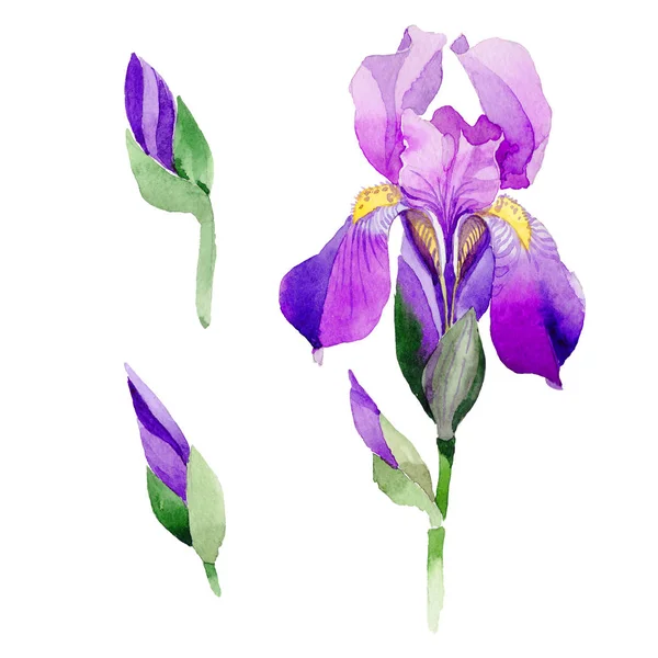 Fiore di iris Wildflower in uno stile ad acquerello isolato . — Foto Stock