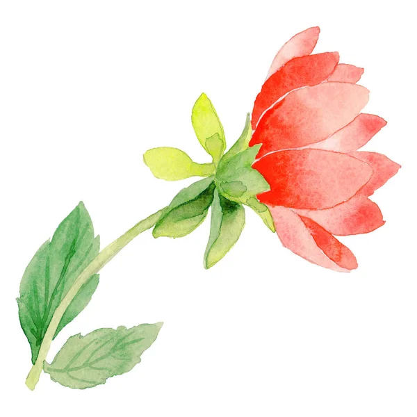 Wildflower dahlia bloem in een aquarel stijl geïsoleerd. — Stockfoto