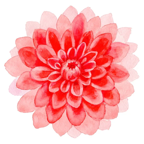 Wildflower dahlia bloem in een aquarel stijl geïsoleerd. — Stockfoto