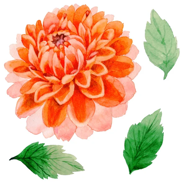 Wildflower dahlia bloem in een aquarel stijl geïsoleerd. — Stockfoto