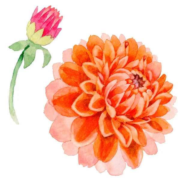 Wildflower dahlia bloem in een aquarel stijl geïsoleerd. — Stockfoto