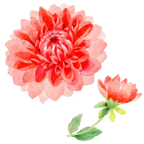 Wildflower dahlia flower in a watercolor style isolated. — Stock Photo, Image