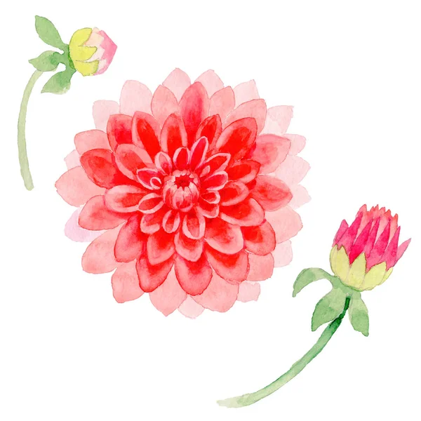 Wildflower dahlia bloem in een aquarel stijl geïsoleerd. — Stockfoto