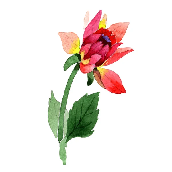 Wildflower dahlia bloem in een aquarel stijl geïsoleerd. — Stockfoto