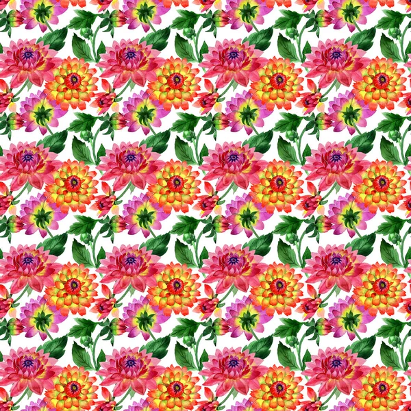 Wildflower Ντάλια λουλούδι μοτίβο σε στυλ υδροχρώματος απομονωμένες. — Φωτογραφία Αρχείου