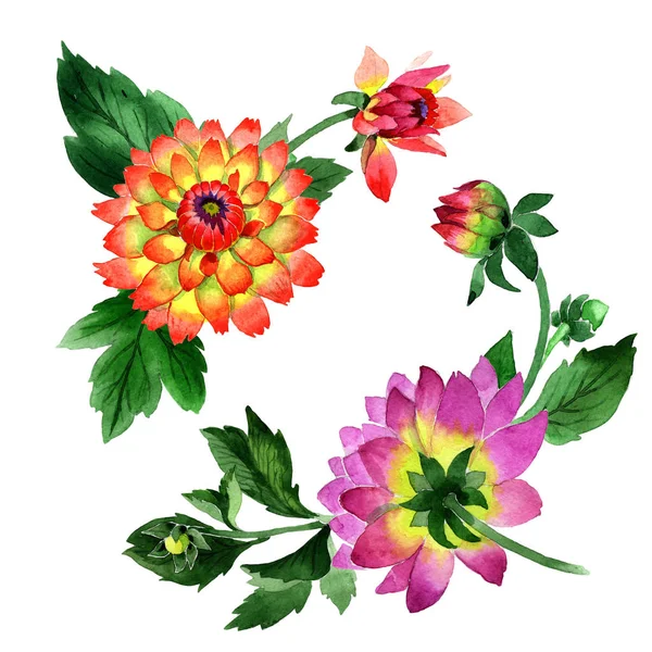 Wildblume Dahlie Blume Rahmen in einem Aquarell-Stil isoliert. — Stockfoto