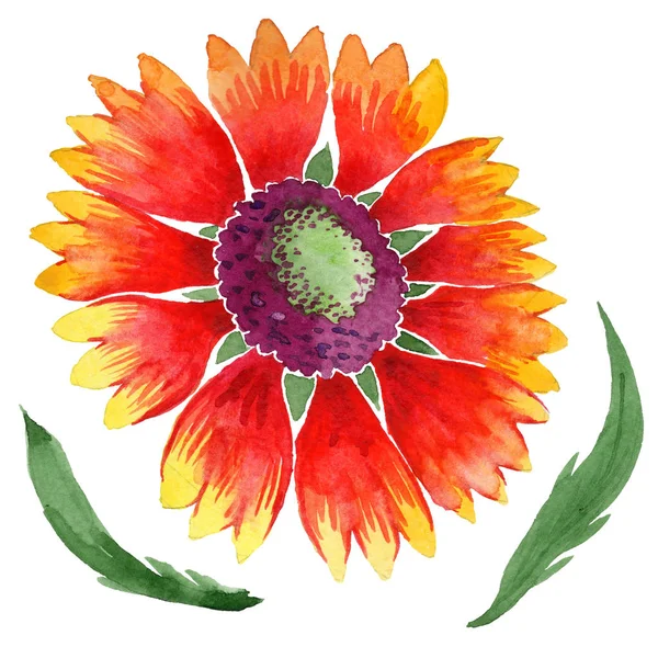 Gaillardia květina ve stylu akvarelu izolované wildflower. — Stock fotografie
