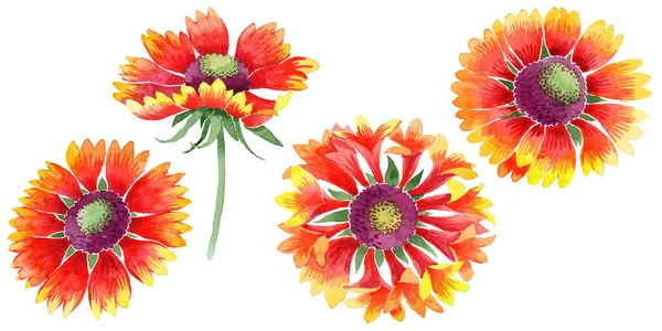 Fiore selvatico Gaillardia fiore in stile acquerello isolato . — Foto Stock