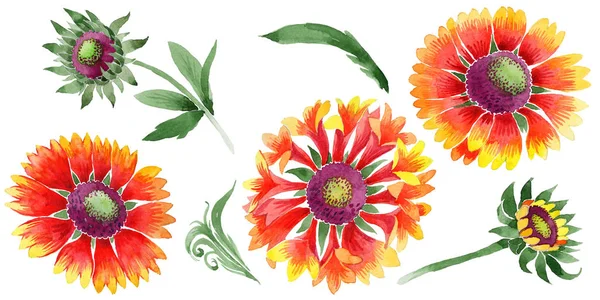 Gaillardia květina ve stylu akvarelu izolované wildflower. — Stock fotografie