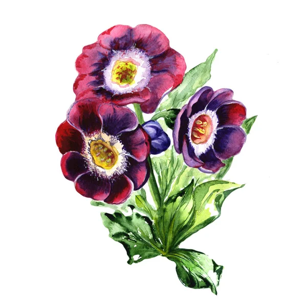 Fiore di viola Wildflower in stile acquerello isolato . — Foto Stock
