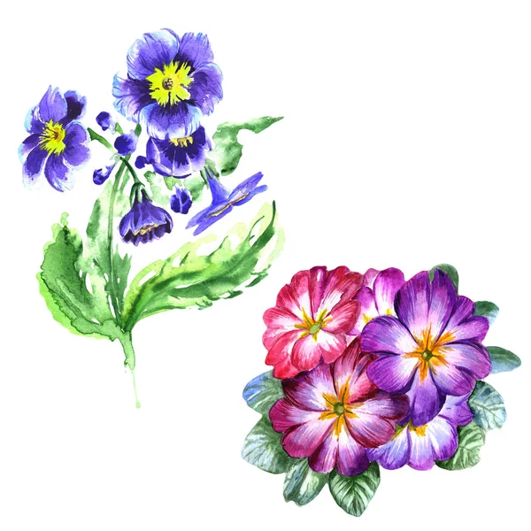 Wildflower viola květina ve stylu akvarelu, samostatný. — Stock fotografie