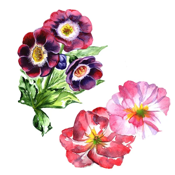 Fiore di viola Wildflower in stile acquerello isolato . — Foto Stock