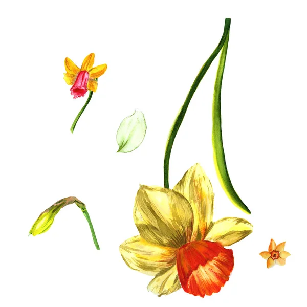 Wildflower Narcissus bloem in een aquarel stijl geïsoleerd. — Stockfoto