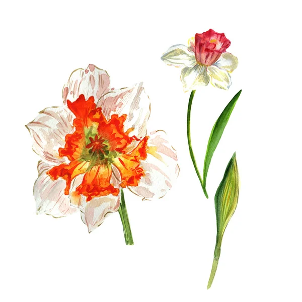 Wildflower Narcissus blomma i akvarell stil isolerade. — Stockfoto