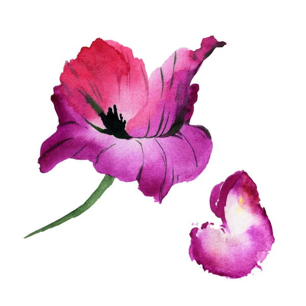 Wildblume Mohn Blume in einem Aquarell-Stil isoliert. — Stockfoto