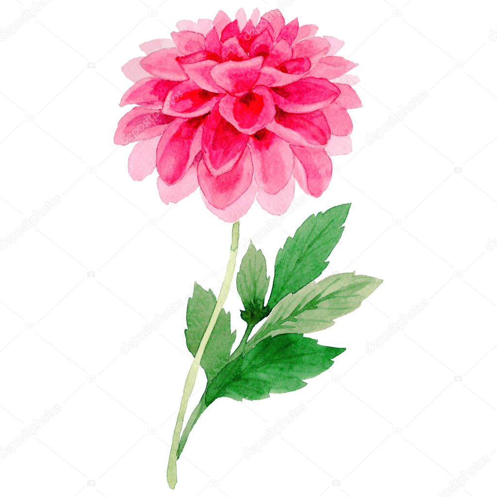 Wildflower dahlia flower in a watercolor style isolated.