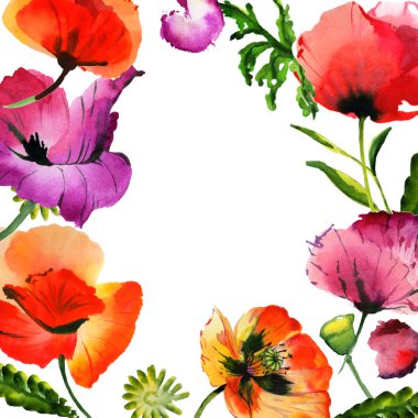 Kır çiçeği haşhaş çiçek çerçeve izole bir suluboya tarzında.