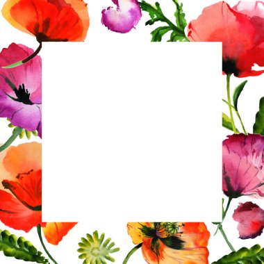 Kır çiçeği haşhaş çiçek çerçeve izole bir suluboya tarzında.