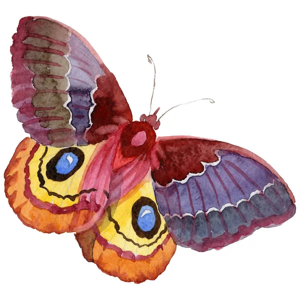 Watercolor butterfly tender insect, intresting moth, isolated wing illustration — Stock Photo, Image