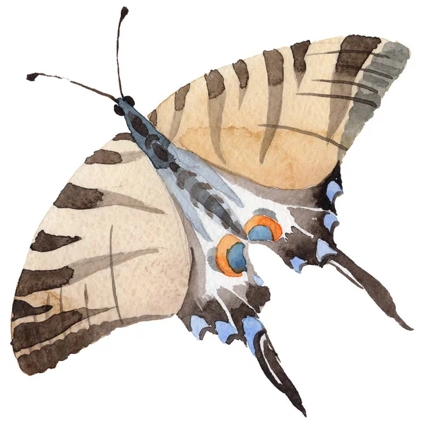 Insetto tenero farfalla acquerello, falena intrisa, illustrazione ala isolata — Foto Stock