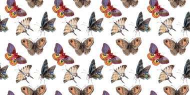 Suluboya kelebek ihale böcek, intresting güve, izole kanat illüstrasyon