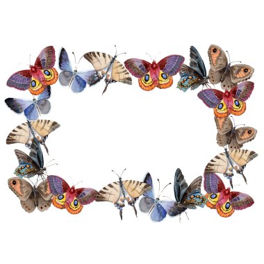 Suluboya kelebek ihale böcek, intresting güve, izole kanat illüstrasyon