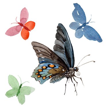 Suluboya kelebek ihale böcek, intresting güve, izole kanat illüstrasyon