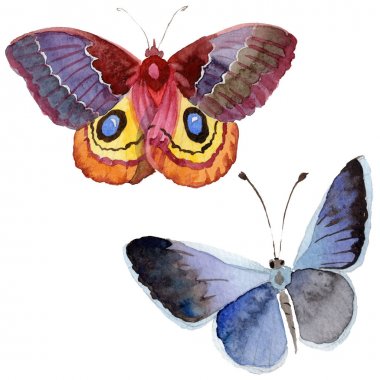 Suluboya kelebek ihale böcek, intresting güve, izole kanat illüstrasyon