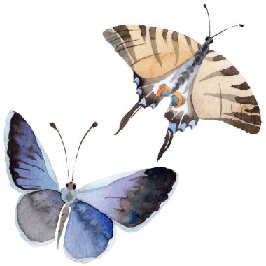 Suluboya kelebek ihale böcek, intresting güve, izole kanat illüstrasyon