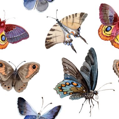 Suluboya kelebek ihale böcek, intresting güve, izole kanat illüstrasyon