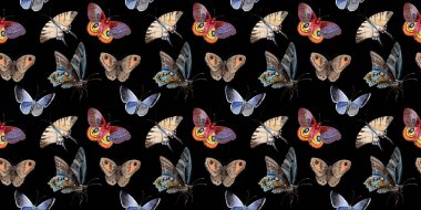 Suluboya kelebek ihale böcek, intresting güve, izole kanat illüstrasyon