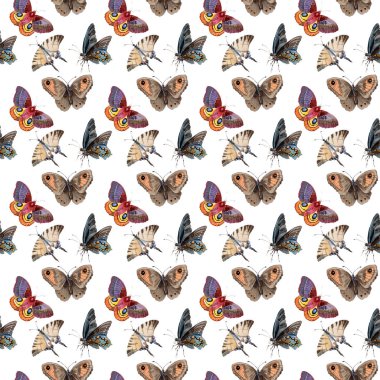 Suluboya kelebek ihale böcek, intresting güve, izole kanat illüstrasyon