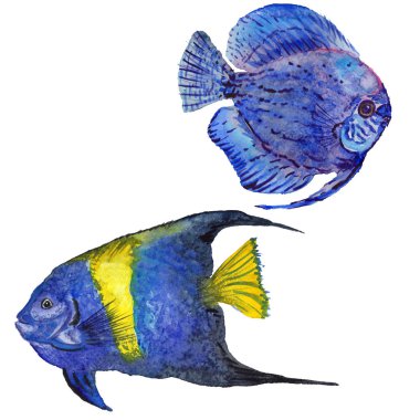 Sulu Boya su sualtı renkli tropikal balık seti. Kızıldeniz ve egzotik balık içinde.