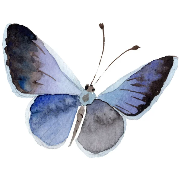 Akvarelu motýl zadávací hmyzu, intresting můra, ilustrace izolované křídlo — Stock fotografie