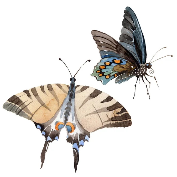 Watercolor borboleta concurso inseto, traça interessante, ilustração asa isolada — Fotografia de Stock
