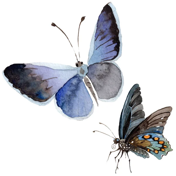 수채화 나비 부드러운 곤충, 기계류 나 방, 격리 된 날개 그림 — 스톡 사진