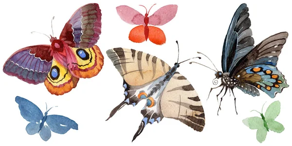 Aquarel vlinder tedere insect, intresting nachtvlinder, geïsoleerde vleugel illustratie — Stockfoto