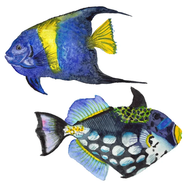 水彩水生水中カラフルな熱帯魚セット。紅海と内部のエキゾチックな魚. — ストック写真