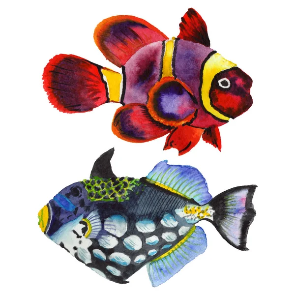 水彩水生水下五彩斑斓的热带鱼套。红海和外来鱼类里面. — 图库照片