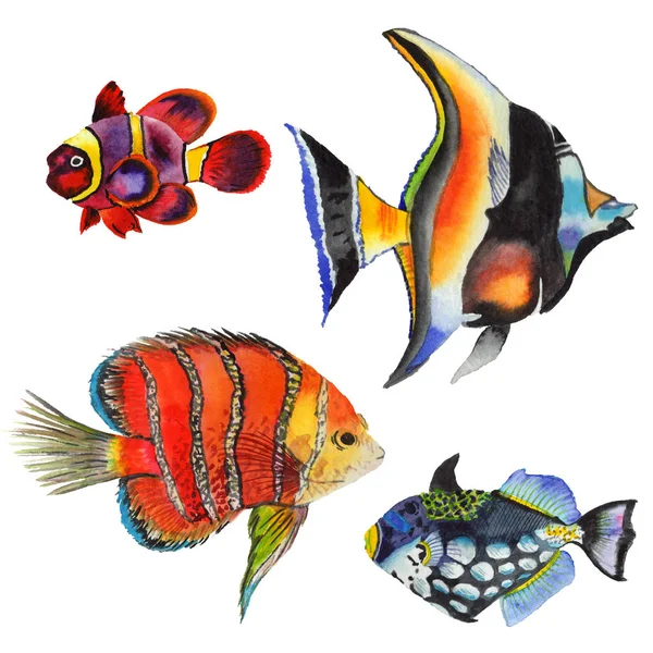 Watercolor aquatic underwater colorful tropical fish set. Red sea and exotic fishes inside. — Stock Photo, Image