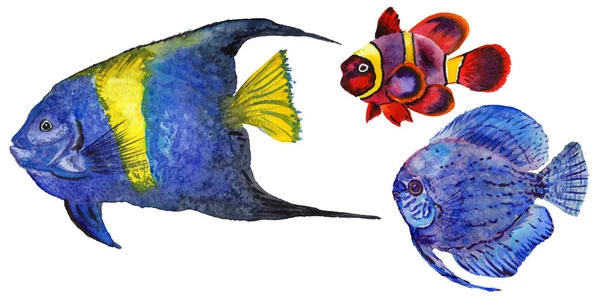 Akvarell vattenlevande undervattens färgglada tropiska fiskar set. Röda havet och exotiska fiskar inne. — Stockfoto