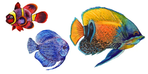 Aquarelle aquatique sous-marin coloré ensemble de poissons tropicaux. Mer Rouge et poissons exotiques à l'intérieur . — Photo