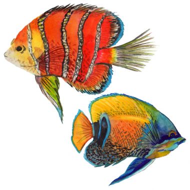 Sulu Boya su sualtı renkli tropikal balık seti. Kızıldeniz ve egzotik balık içinde.